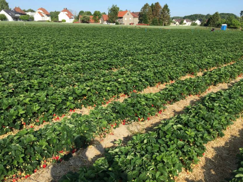 Erdbeeren zum Selbstpflücken