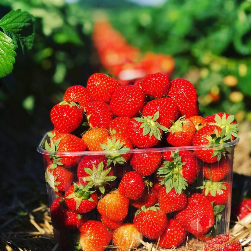 Feldfrische Erdbeeren vom Erdbeerhof Hellweg in Delbrück