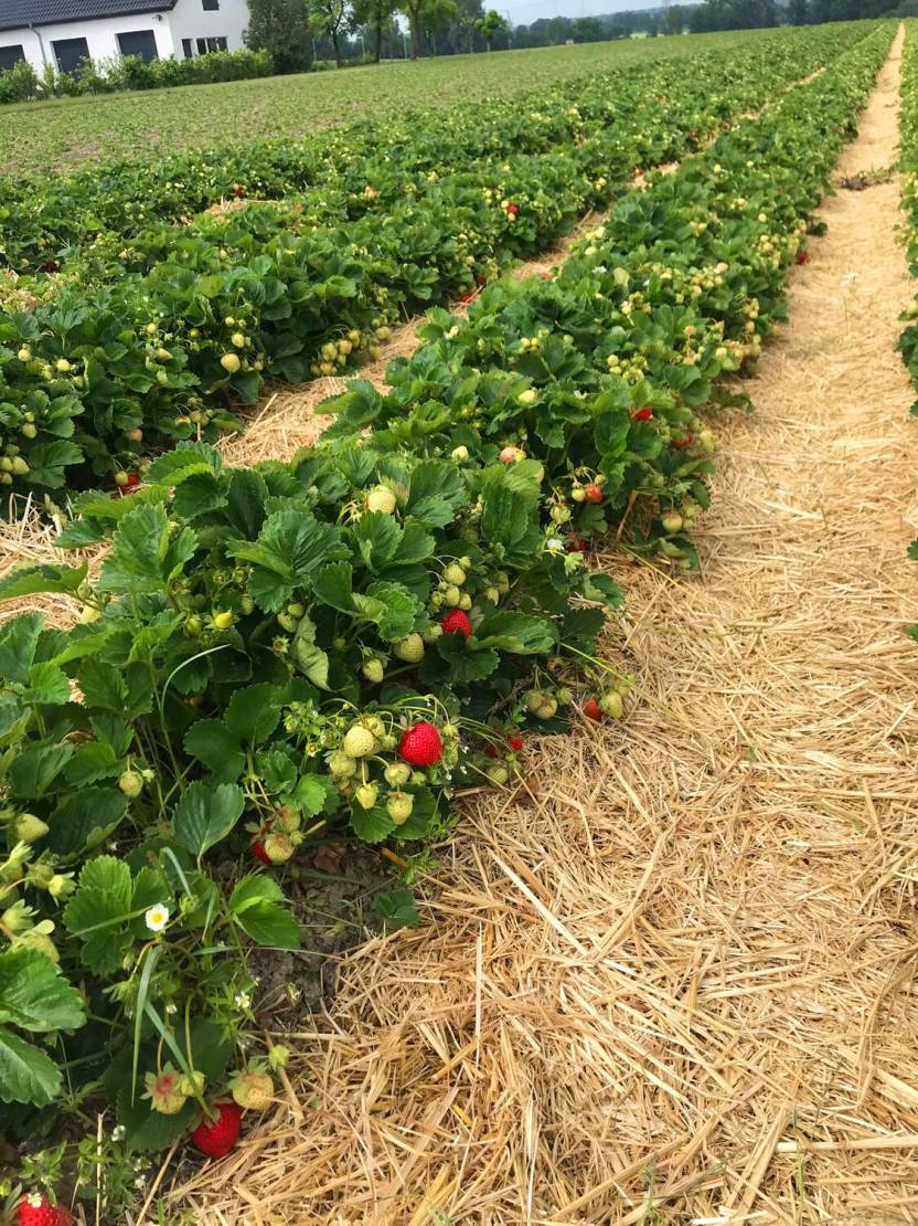 Freiland Erdbeeren Kreis Lippe und Paderborn